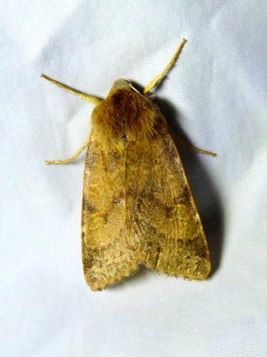 Agrochola helvola